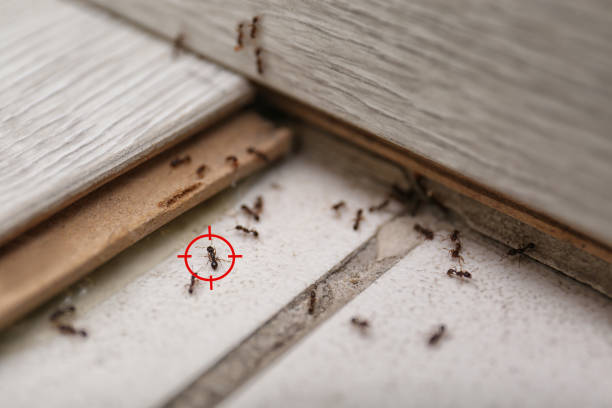 Best Termite Control Services  in Laurel Bay, SC