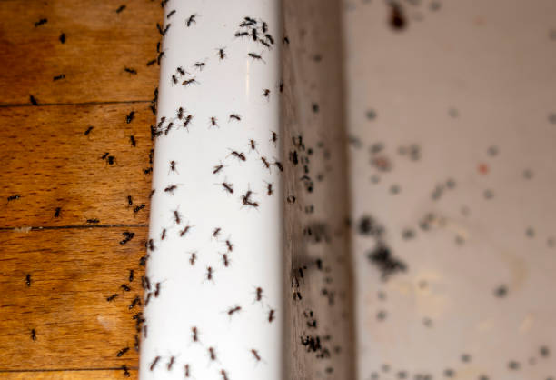 Best Mosquito Control Services  in Laurel Bay, SC